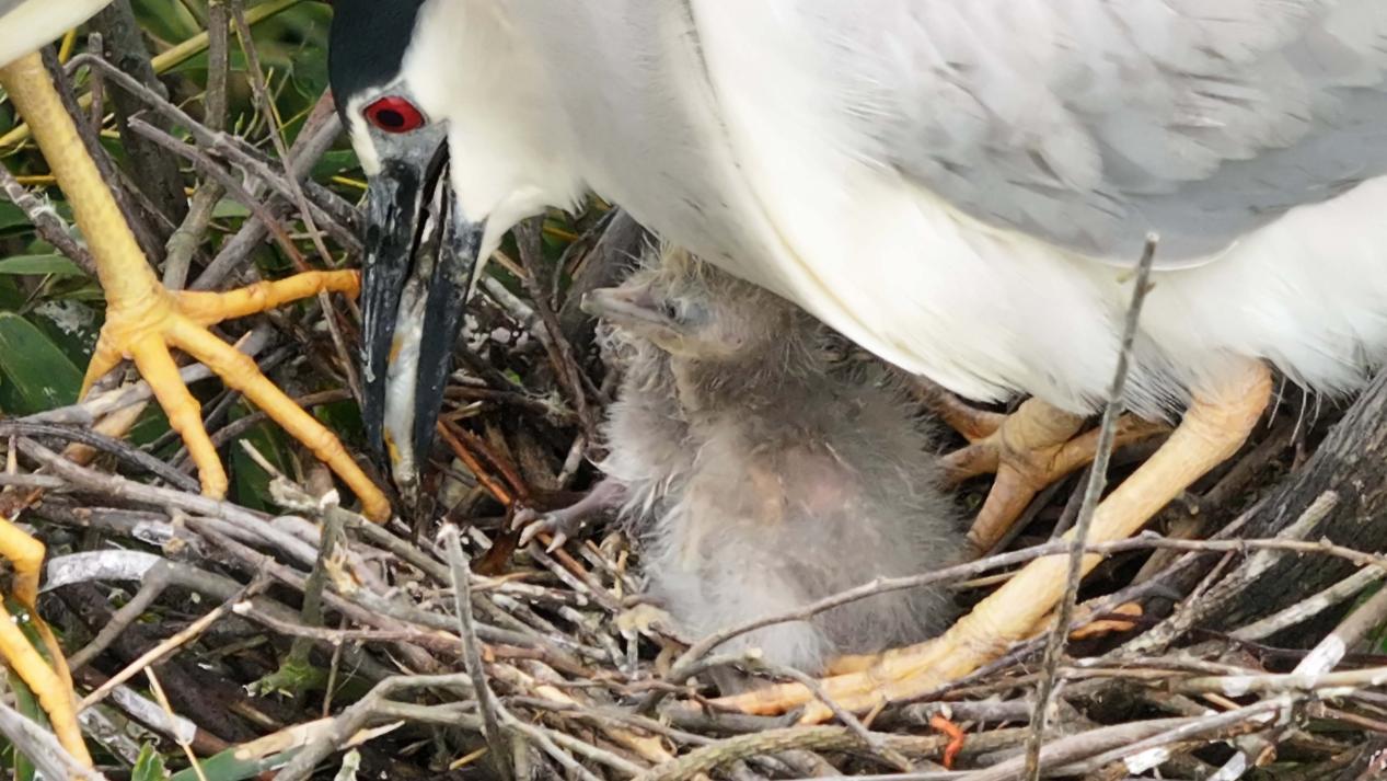 鹭鸟迎“破壳季” 湖南衡山萱洲湿地连续两年成天然“育儿场” 鹭鸟迎“破壳季” 湖南衡山萱洲湿地连续两年成天然“育儿场”
