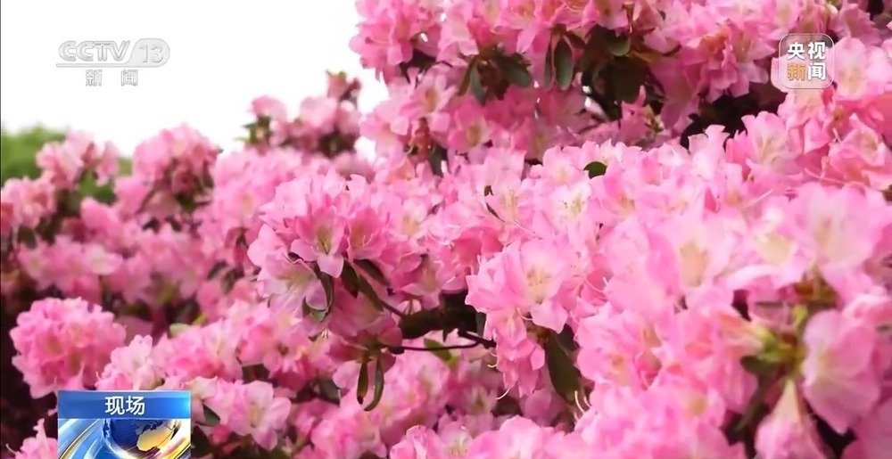 有“颜”又有“值” 朵朵春花点亮乡村致富路