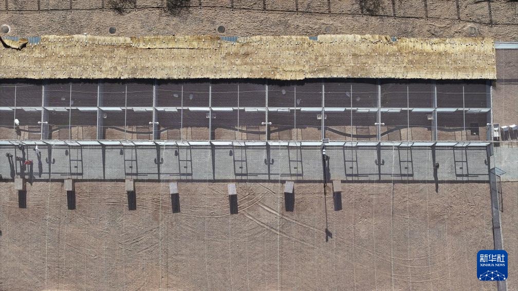 宁夏青铜峡：湿地自然保护区引进丹顶鹤