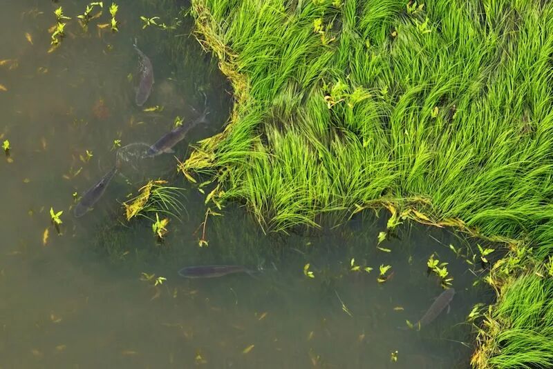 水丰草茂鱼成群 鄱阳湖进入鱼类繁殖高峰期
