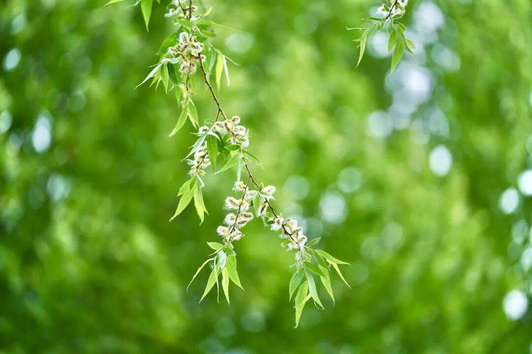 别让过敏偷走你的春天!这份“防敏攻略”请收好 别让过敏偷走你的春天!这份“防敏攻略”请收好