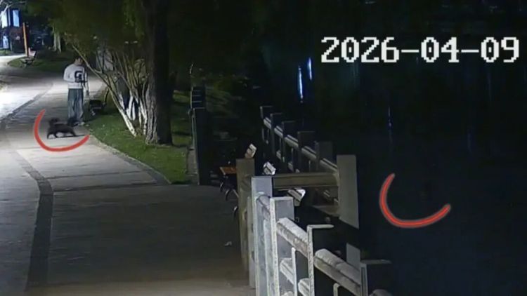 现实版“汪汪队”立大功!外卖小哥携爱犬救下溺水者 现实版“汪汪队”立大功!外卖小哥携爱犬救下溺水者