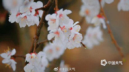 杏花微雨时 春意入画来