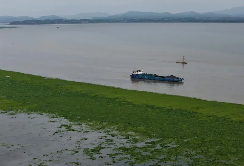 水丰草茂鱼成群 鄱阳湖进入鱼类繁殖高峰期