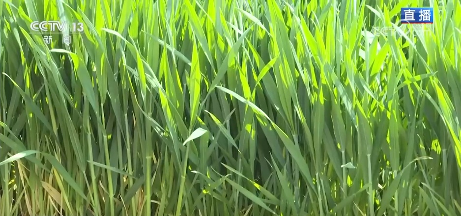 科技赋能耕出农业“科技范” 稳产夯基筑牢夏粮丰收“基本盘” 科技赋能耕出农业“科技范” 稳产夯基筑牢夏粮丰收“基本盘”