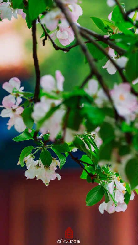 故宫雨中海棠壁纸
