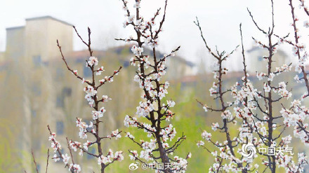 杏花微雨时 春意入画来