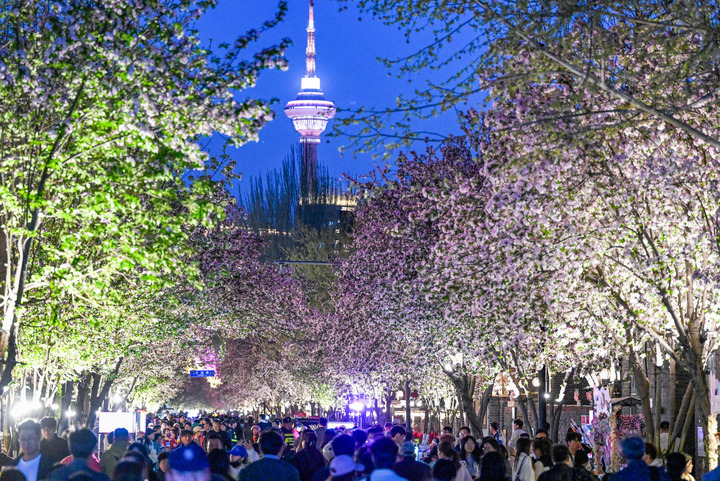 文旅新探|当海棠花遇见小洋楼，天津最美的春天藏在这里