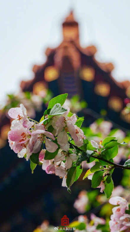 故宫雨中海棠壁纸