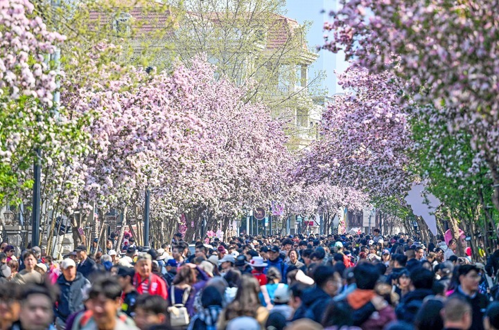 文旅新探|当海棠花遇见小洋楼，天津最美的春天藏在这里