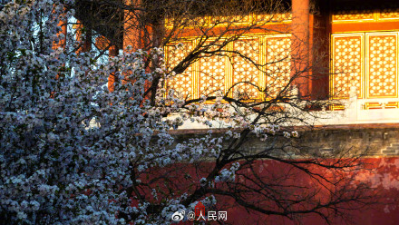 故宫海棠春日大片上新了