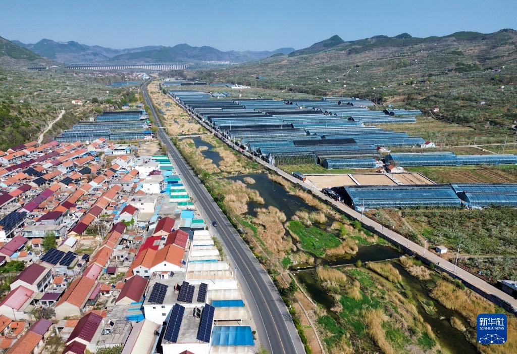 山东沂源:大棚樱桃采摘忙 山东沂源:大棚樱桃采摘忙