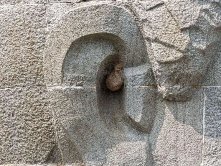 柳宗元雕像右耳现马蜂窝！消防看了却说：先不动它……