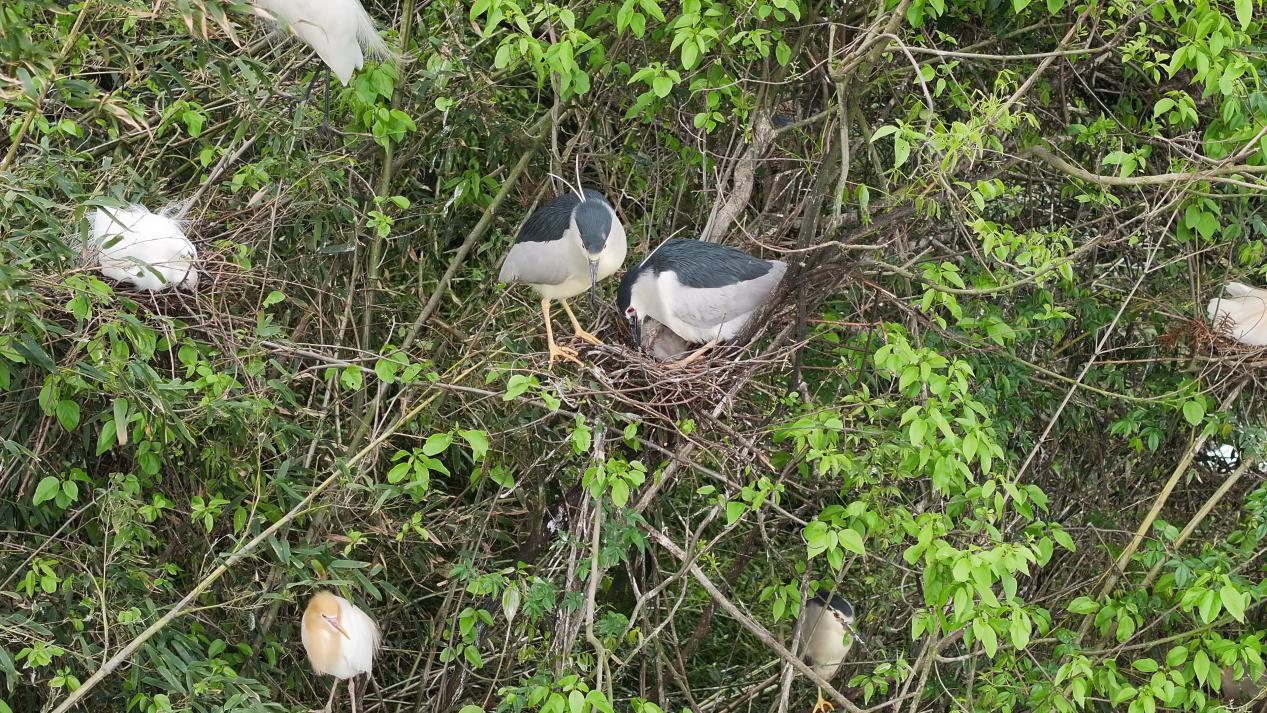 鹭鸟迎“破壳季” 湖南衡山萱洲湿地连续两年成天然“育儿场” 鹭鸟迎“破壳季” 湖南衡山萱洲湿地连续两年成天然“育儿场”