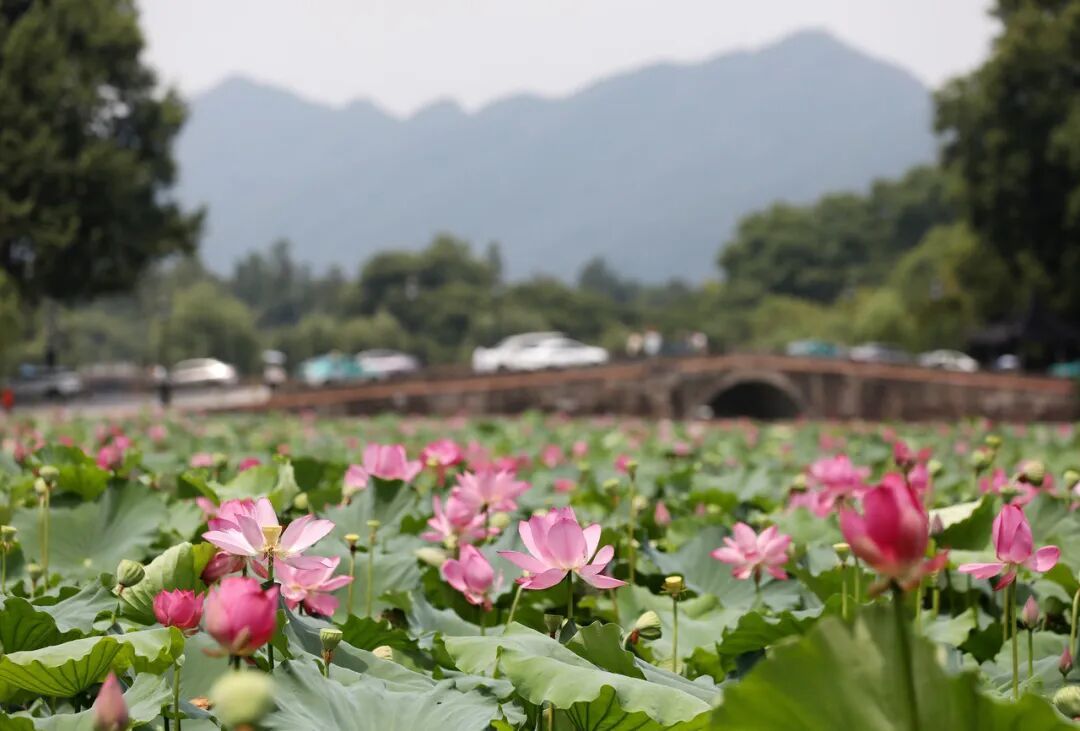 杭州回应“西湖连续一周撒7吨漂白粉”