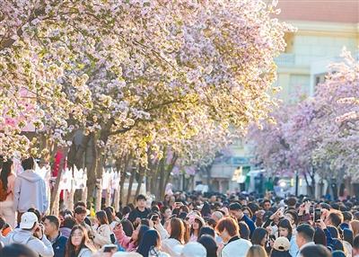 明媚花事激活春日消费（探访）