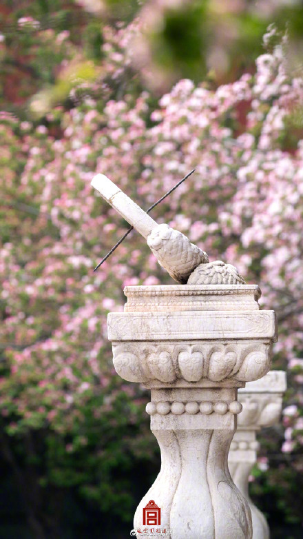 故宫海棠春日大片上新了