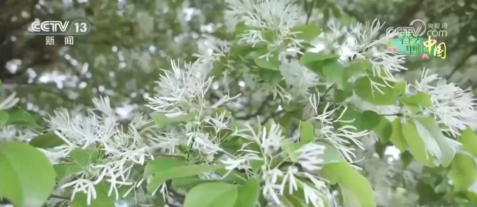 特色美景让村民在家门口吃上“旅游饭” 以花为媒串联乡村振兴产业链