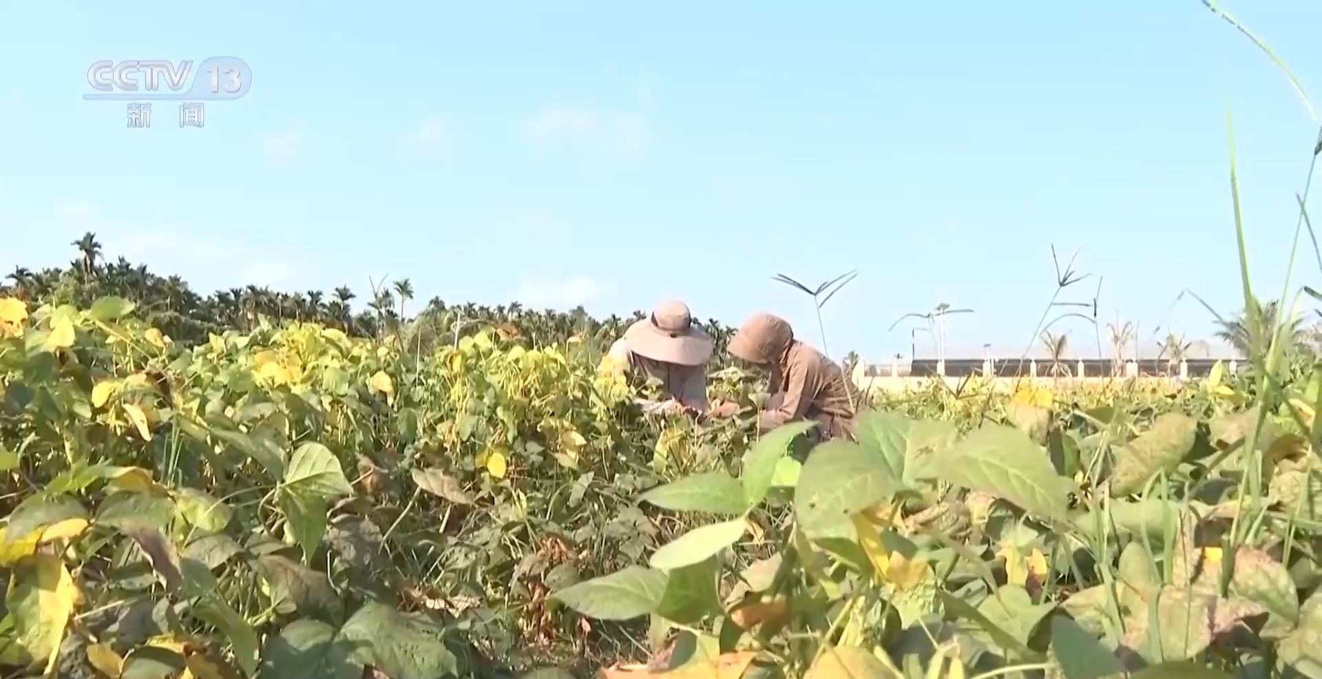 “太空种子”5月或将“北上”试种