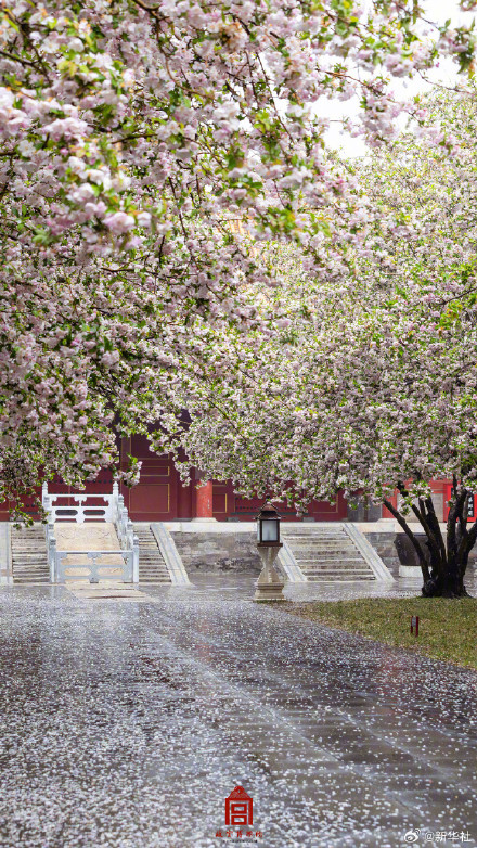 雨后故宫海棠醉了春光