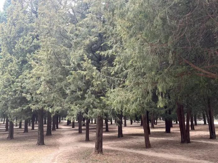 花粉过敏为何越来越普遍？