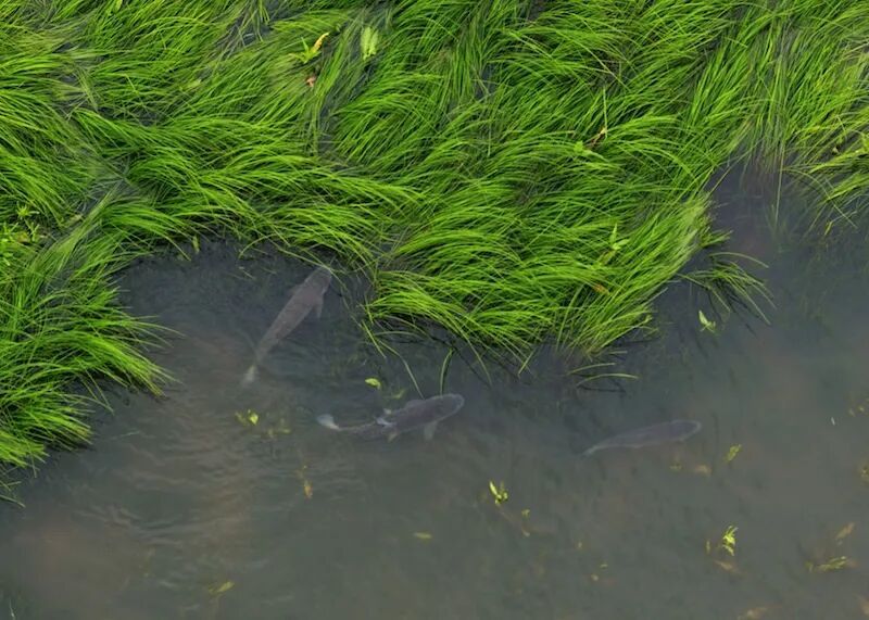 水丰草茂鱼成群 鄱阳湖进入鱼类繁殖高峰期