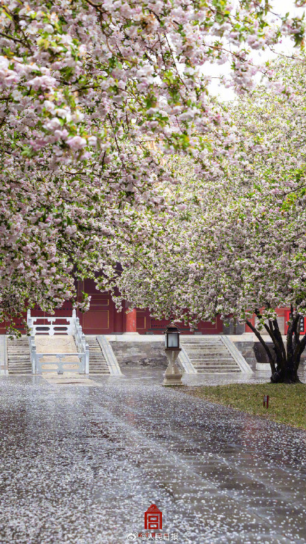 故宫雨中海棠壁纸