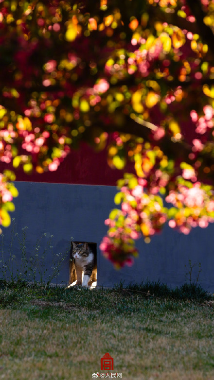 故宫海棠春日大片上新了