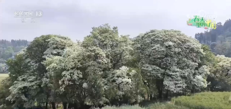 特色美景让村民在家门口吃上“旅游饭” 以花为媒串联乡村振兴产业链