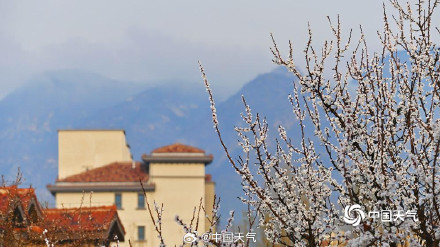 杏花微雨时 春意入画来