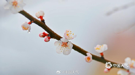杏花微雨时 春意入画来