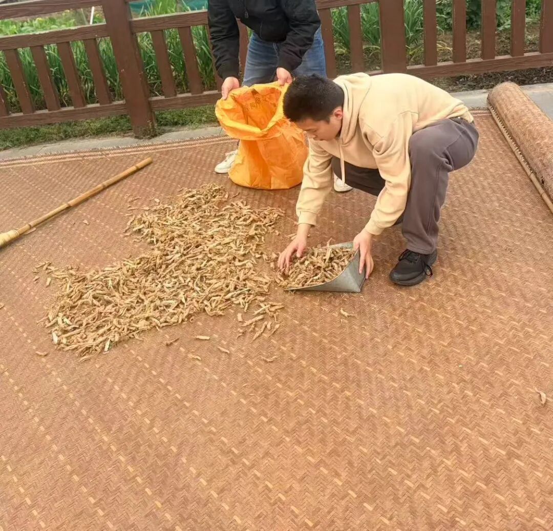 最近杭州很多人家都在忙这活!年轻人愁坏了:30一斤能卖给谁? 最近杭州很多人家都在忙这活!年轻人愁坏了:30一斤能卖给谁?