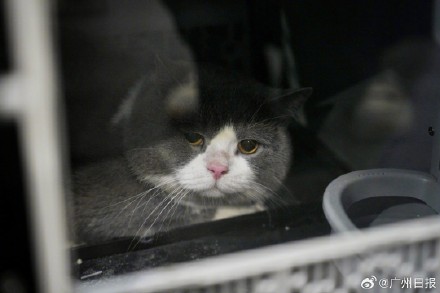 广州一猫咪体验单独坐高铁 广州一猫咪体验单独坐高铁