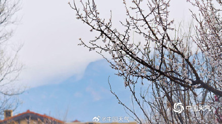 杏花微雨时 春意入画来