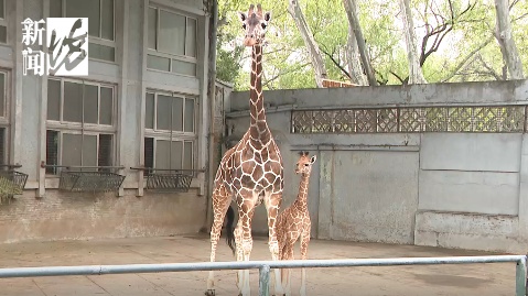 上海新晋网红宝宝,身高1米93!竟然还没名字?赶紧,全网征名 上海新晋网红宝宝,身高1米93!竟然还没名字?赶紧,全网征名