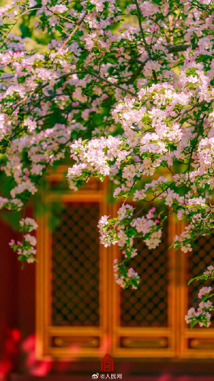 故宫海棠春日大片上新了
