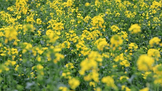 定了!北京舞蹈学院将落户通州!这里还将有花海演艺系列活动—— 定了!北京舞蹈学院将落户通州!这里还将有花海演艺系列活动——