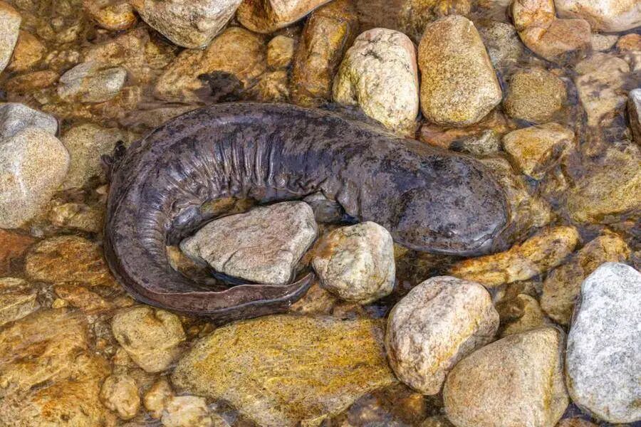 安徽科研人员，发现大鲵家族新成员！