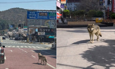 韩国动物园雄狼挖洞逃脱,400多人寻找 韩国动物园雄狼挖洞逃脱,400多人寻找