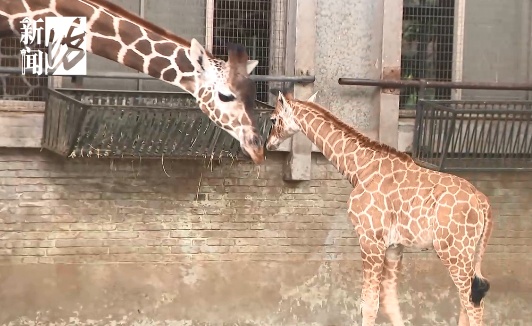 上海新晋网红宝宝,身高1米93!竟然还没名字?赶紧,全网征名 上海新晋网红宝宝,身高1米93!竟然还没名字?赶紧,全网征名