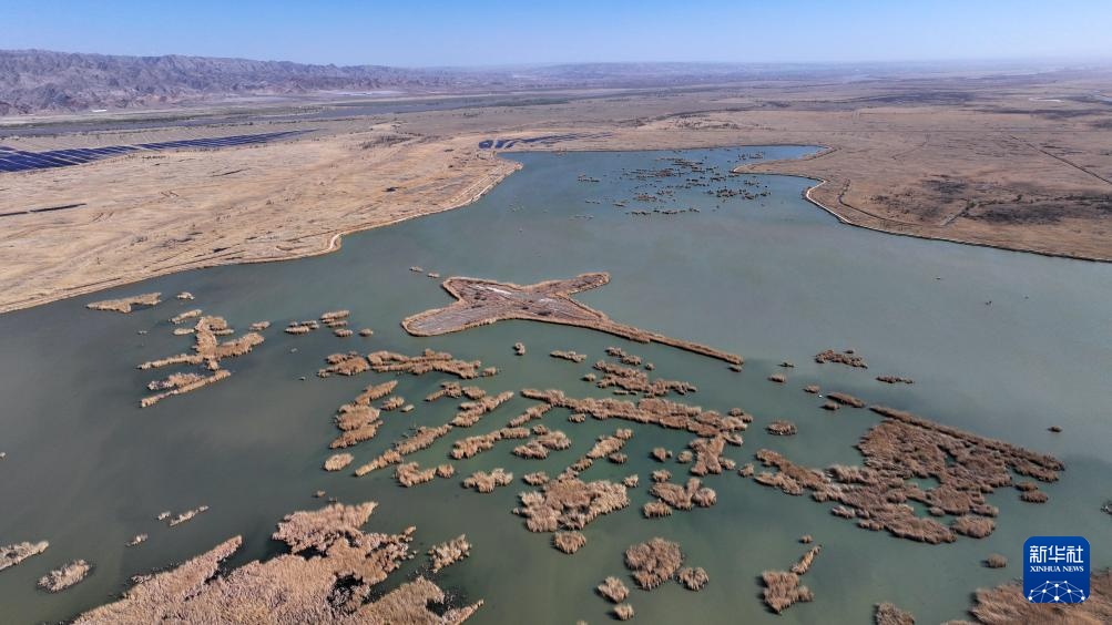宁夏青铜峡：湿地自然保护区引进丹顶鹤