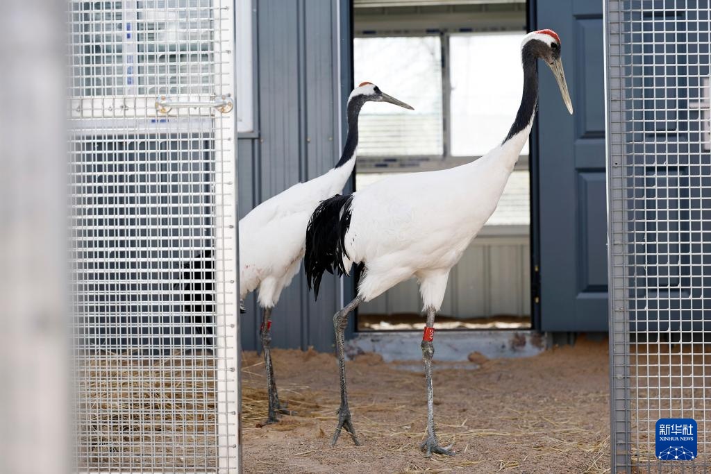 宁夏青铜峡：湿地自然保护区引进丹顶鹤