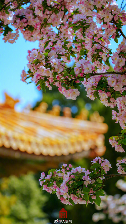 故宫海棠春日大片上新了