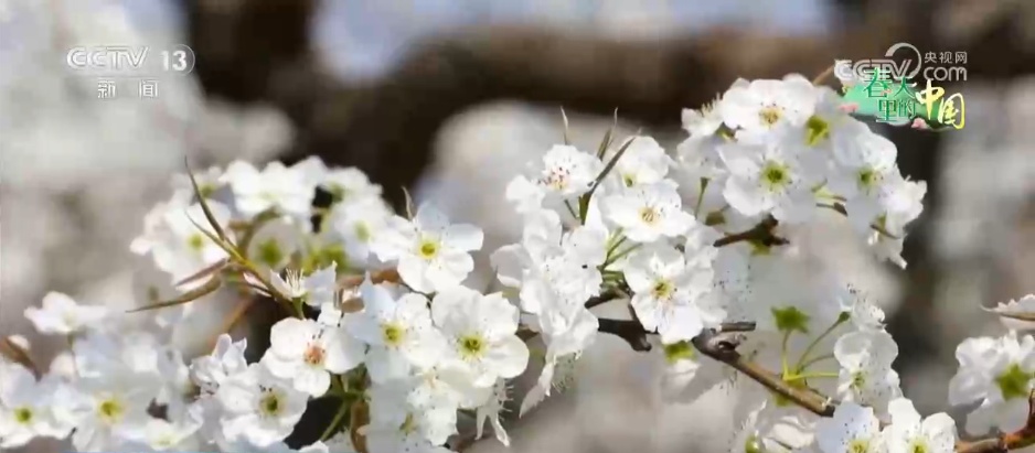 以花为媒解锁春日文旅多重体验 农文旅融合焕发乡村振兴蓬勃生机 以花为媒解锁春日文旅多重体验 农文旅融合焕发乡村振兴蓬勃生机