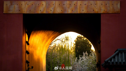 故宫海棠春日大片上新了