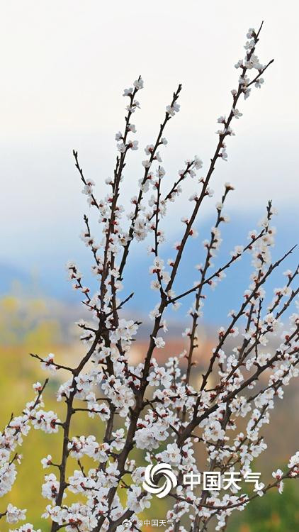 杏花微雨时 春意入画来