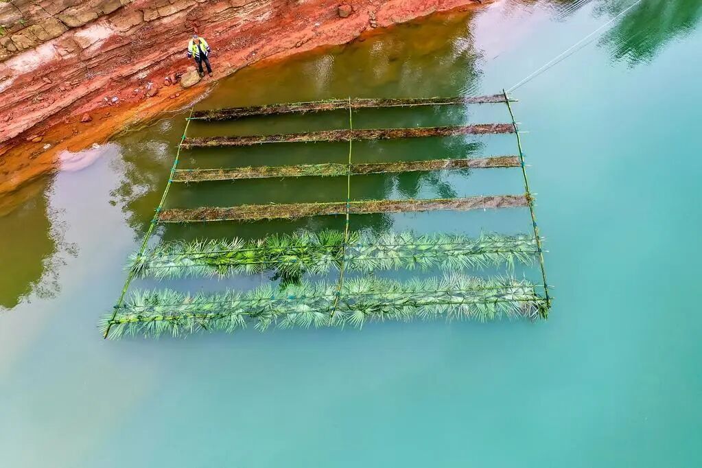 重庆为鱼儿们搭建2万平方米“人工产房” 重庆为鱼儿们搭建2万平方米“人工产房”