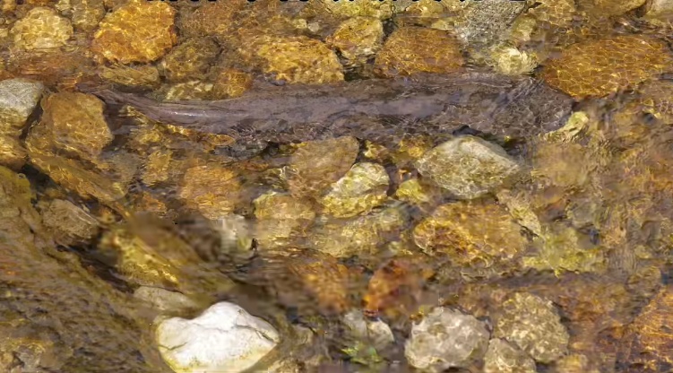 安徽科研人员，发现大鲵家族新成员！