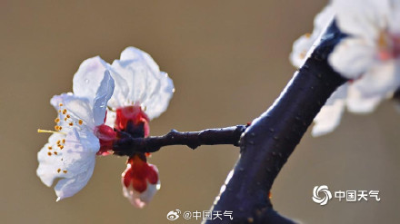 杏花微雨时 春意入画来