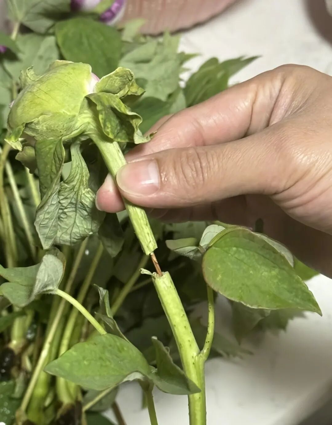 游客吐槽在洛阳买到“断头牡丹”？进展来了！